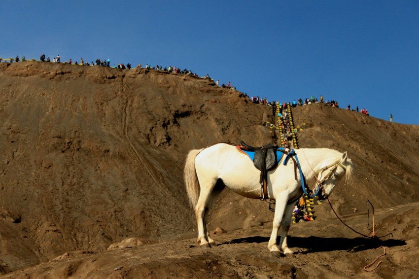 a white horse standing on top of a hill