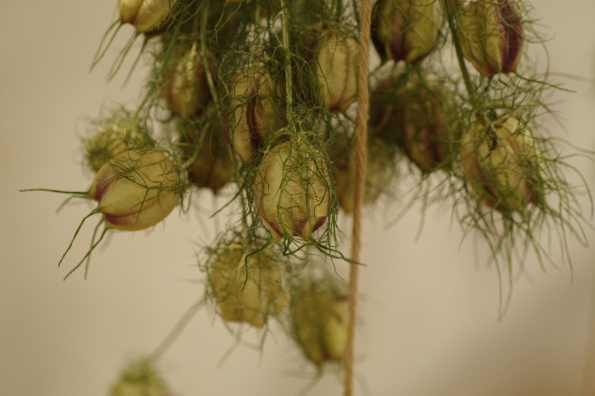 a close up of a bunch of flowers on a tree