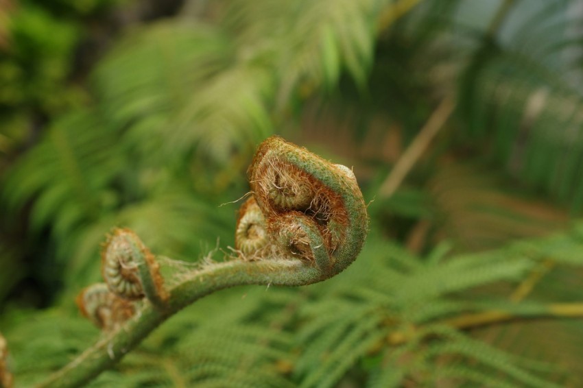 a close up of a plant with leaves in the background