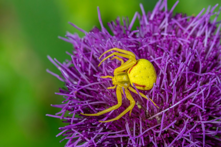 a yellow spider sitting on top of a purple flower