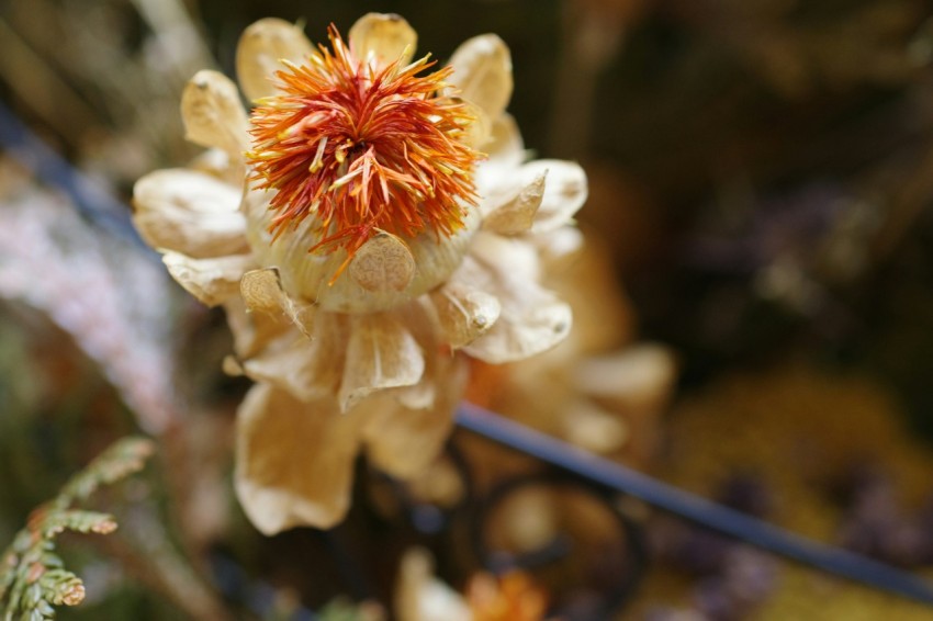 a close up of a flower with a blurry background