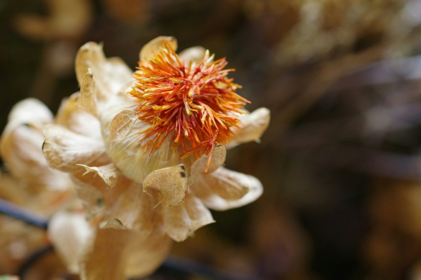 a close up of a flower with a blurry background