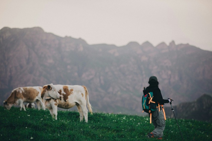 a person standing in a field with cows