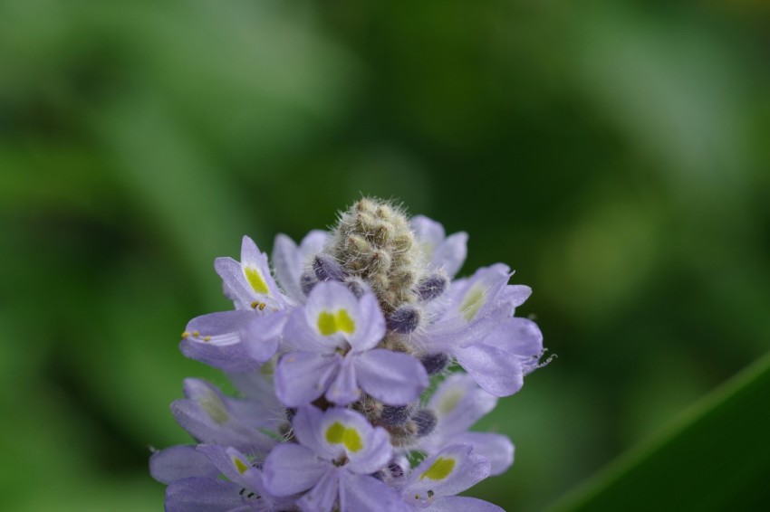 a close up of a purple flower with a blurry background