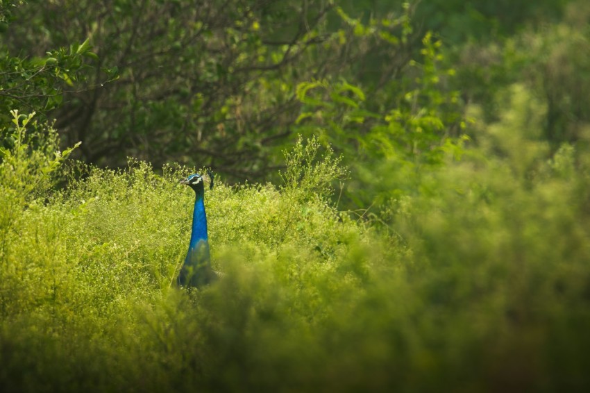 a blue bird standing in the middle of a lush green field