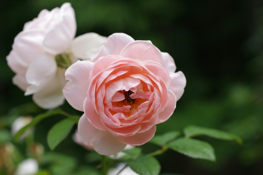 a close up of a pink and white flower