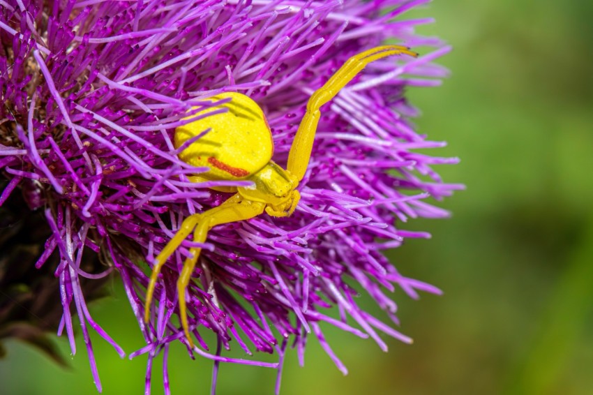 a yellow spider sitting on top of a purple flower