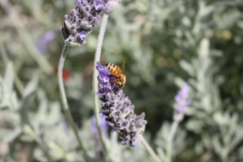 a bee sitting on top of a purple flower