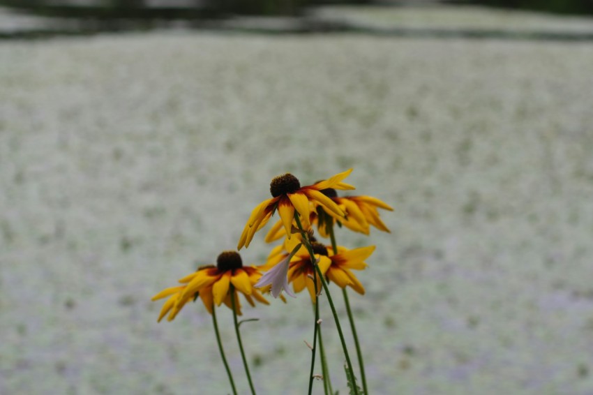 a couple of yellow flowers sitting on top of a field