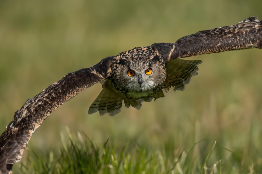 an owl flying through the air with its wings spread