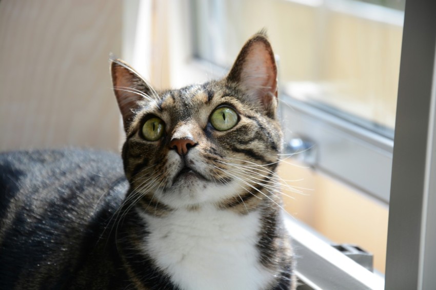 a cat sitting on a window sill looking out the window