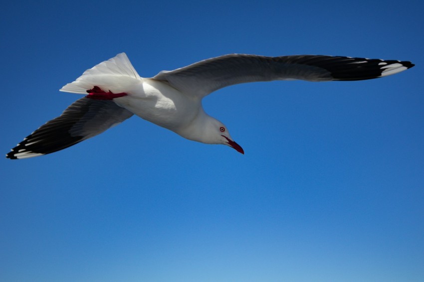 a seagull flying in the air with a blue sky in the background