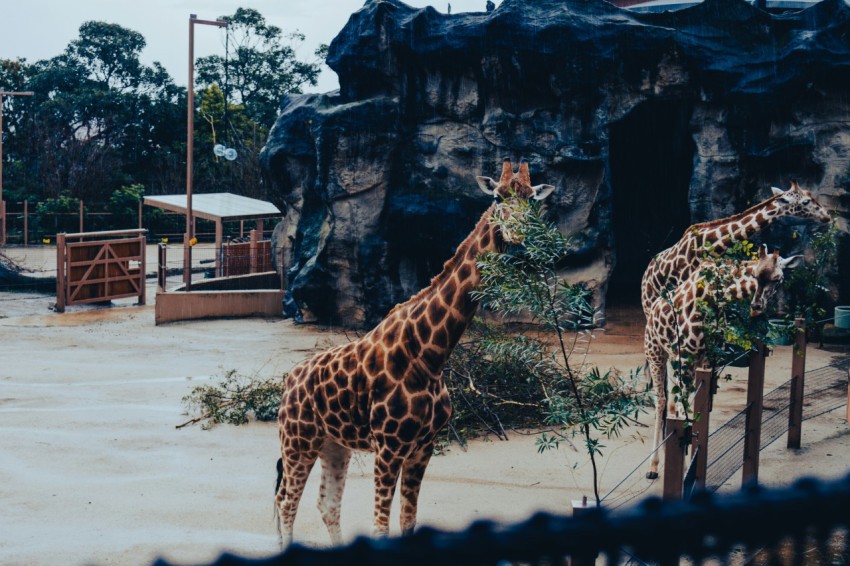 a couple of giraffe standing next to each other