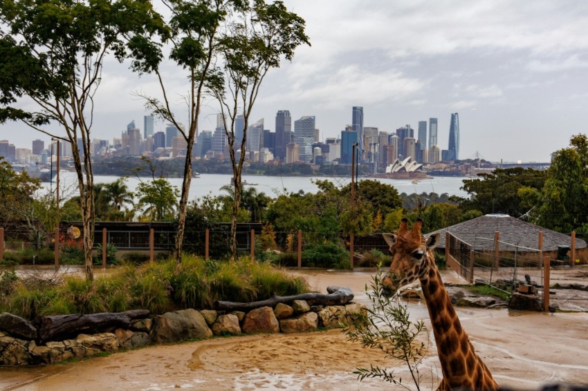 a giraffe standing in a dirt field with a city in the background