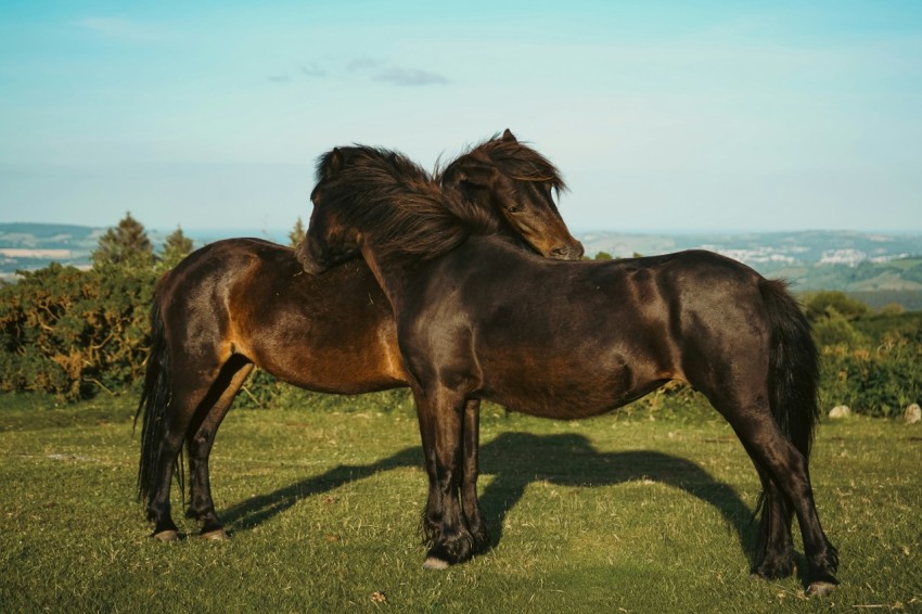 a couple of horses standing on top of a lush green field