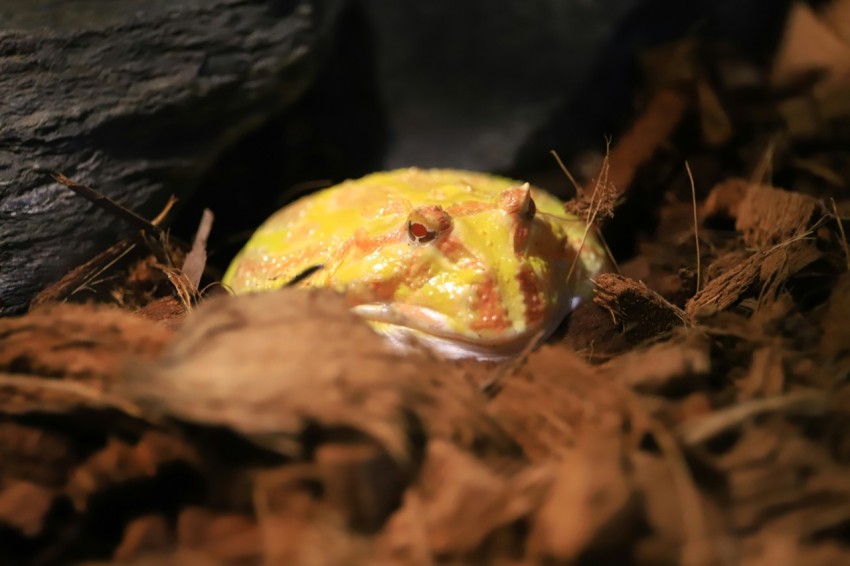 a yellow ball sitting on top of a pile of dirt