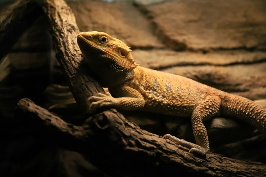 a lizard is sitting on a branch in a zoo