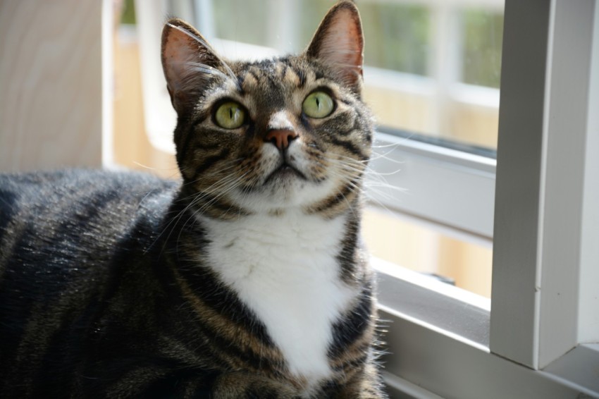 a cat sitting on a window sill looking out the window