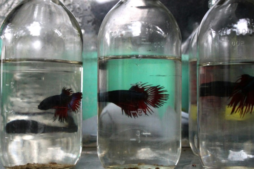 a group of fish inside of glass bottles