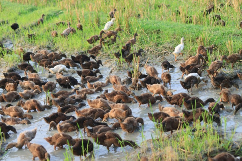 a large group of birds in a muddy field