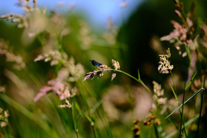 a blue bird sitting on top of a tall grass covered field