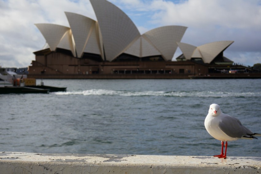 a seagull is standing on a wall near the water