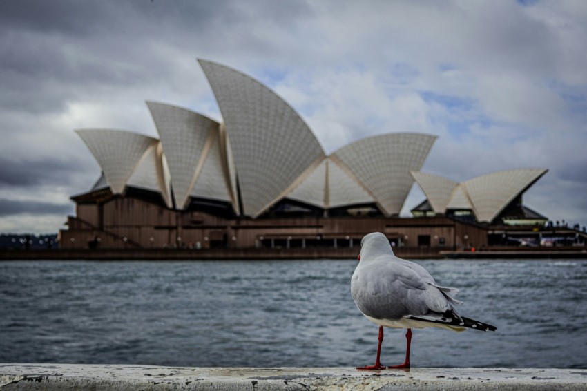 a seagull is standing on a ledge in front of the sydney opera house