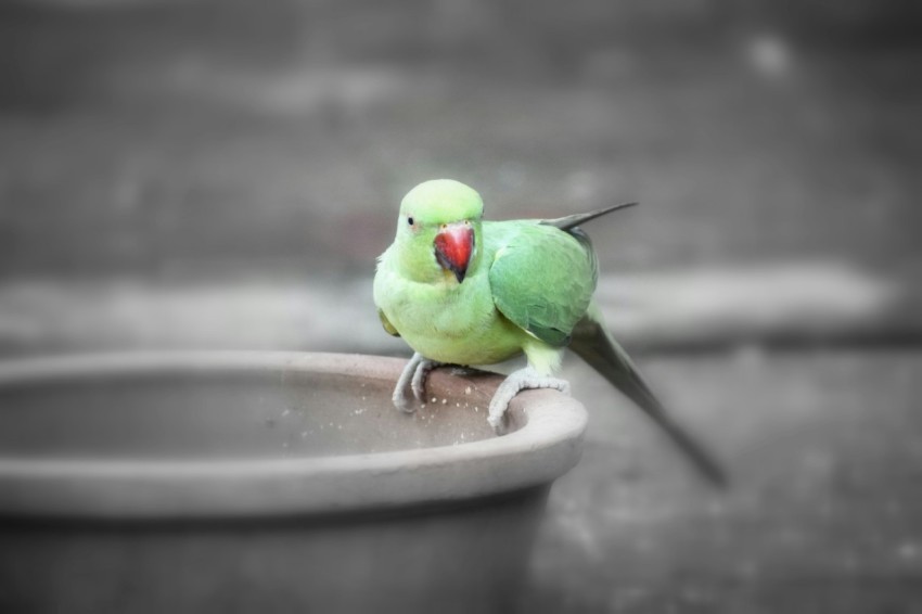 a green bird sitting on top of a metal bowl