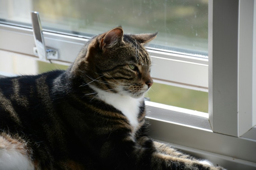 a cat sitting on a window sill looking out the window