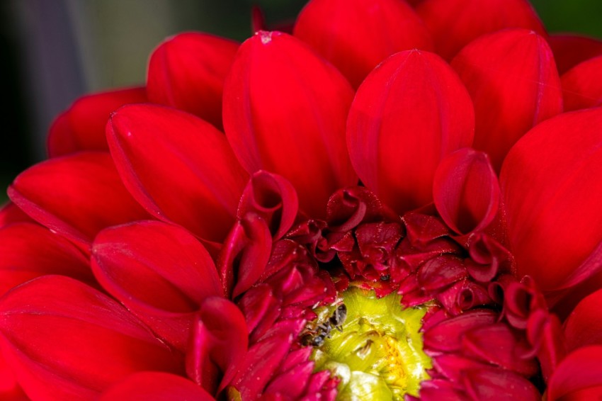 a close up of a red flower with a yellow center