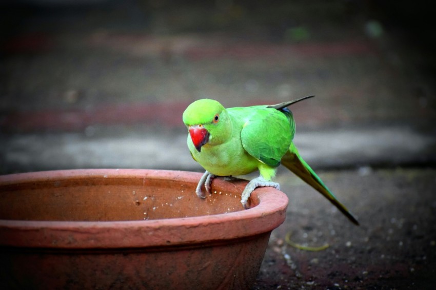 a green bird sitting on top of a flower pot