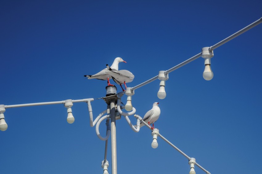 a flock of birds sitting on top of a street light