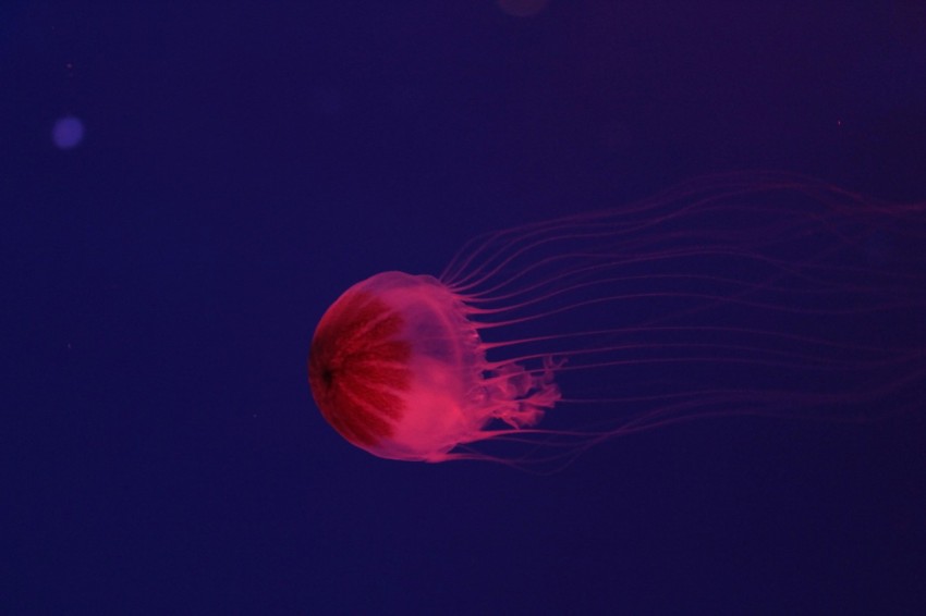 a red jellyfish floating in the water