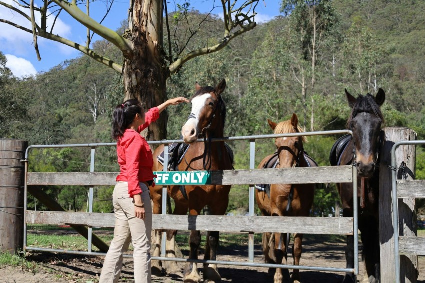 a woman standing next to two horses in a corral