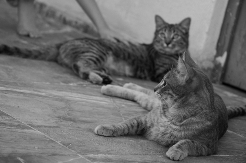 a couple of cats laying on top of a floor