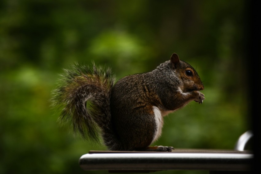 a squirrel sitting on top of a metal table