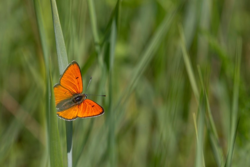 a small orange butterfly sitting on top of a green plant