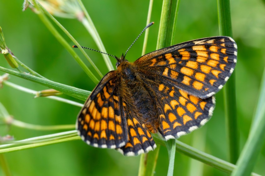 a close up of a butterfly on a plant