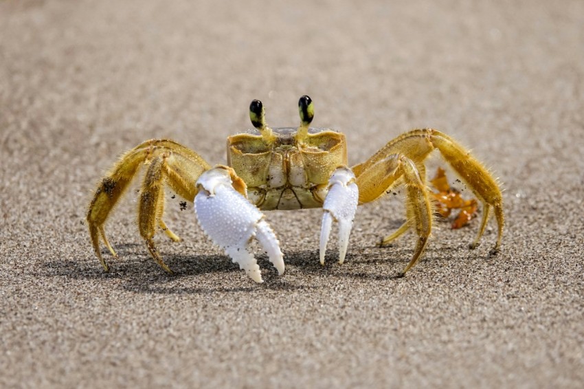 a couple of crabs on a beach near one another lEDms7m