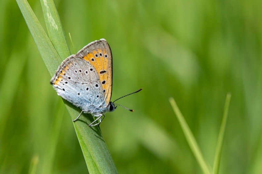 a small blue butterfly sitting on a blade of grass 7