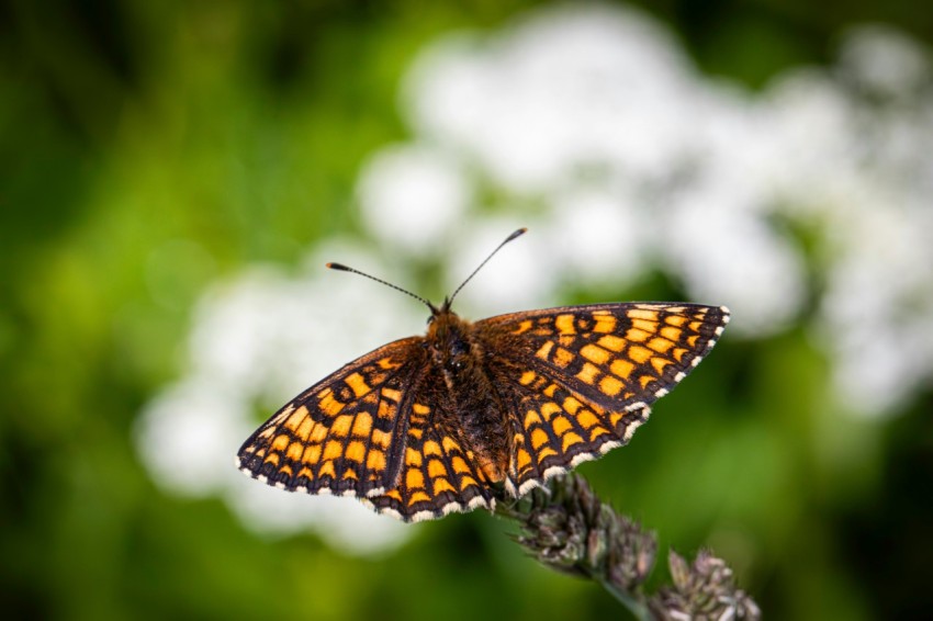 a close up of a butterfly on a flower