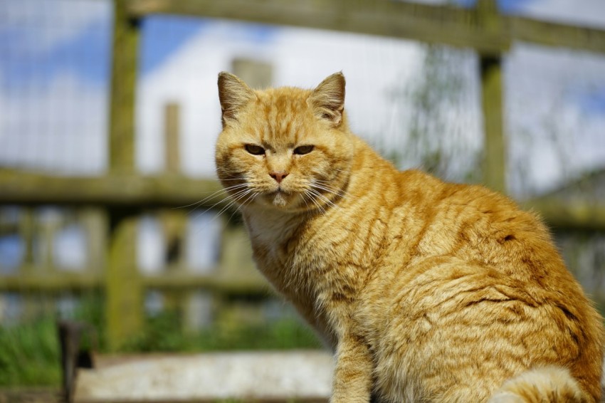 an orange cat sitting on top of a wooden bench