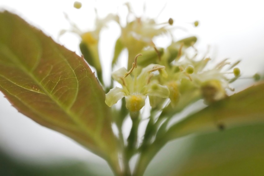 a close up of a flower with a blurry background