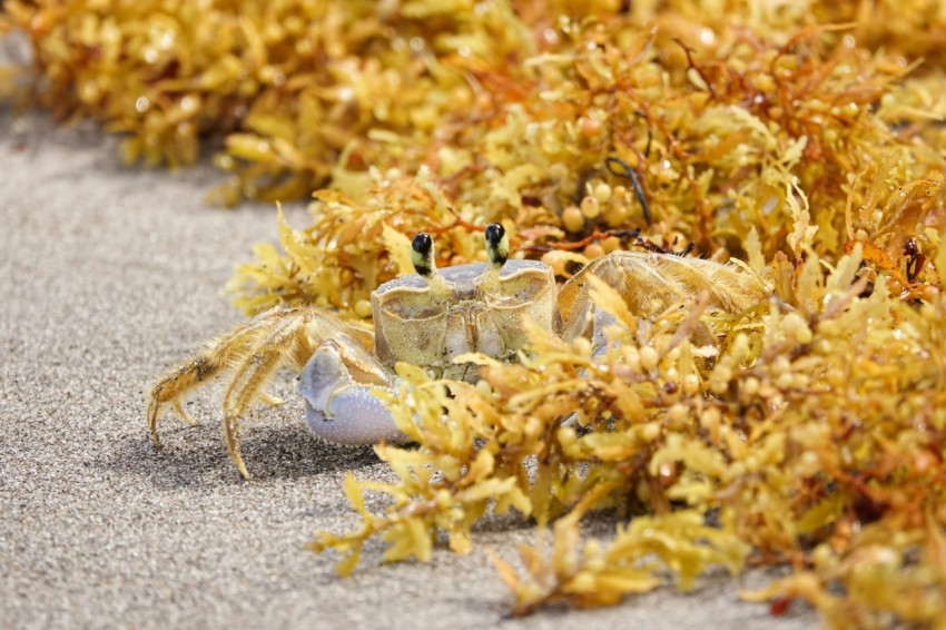 a crab crawling in the sand on the beach