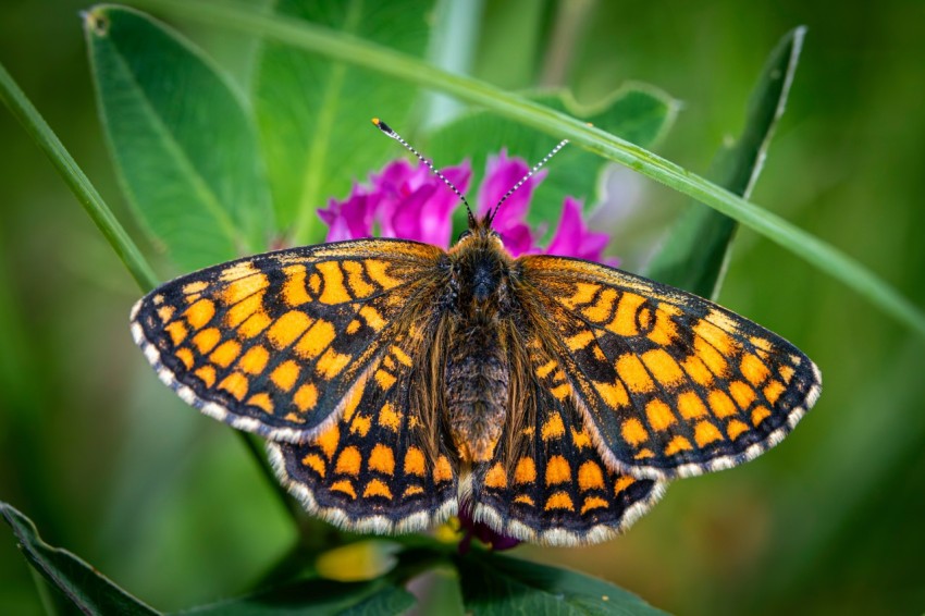 a close up of a butterfly on a flower