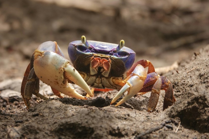 a close up of a crab on the ground