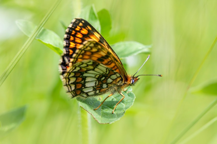 a close up of a butterfly on a leaf