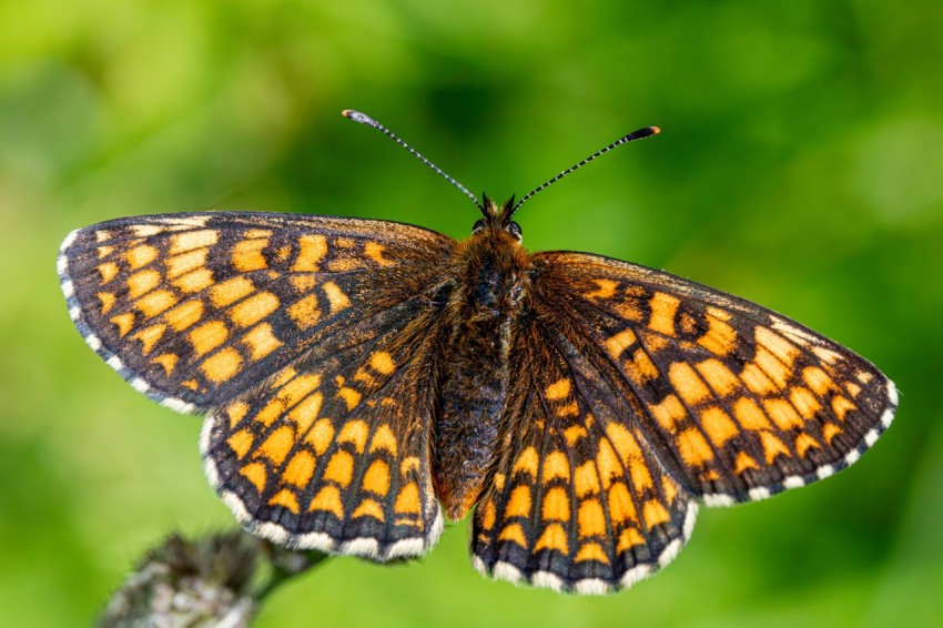 a close up of a butterfly on a plant