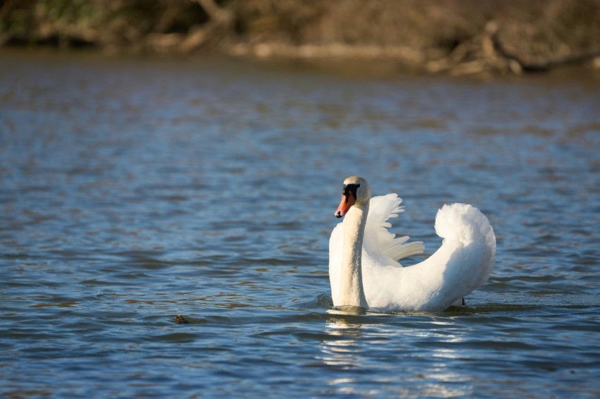 a white swan floating on top of a body of water