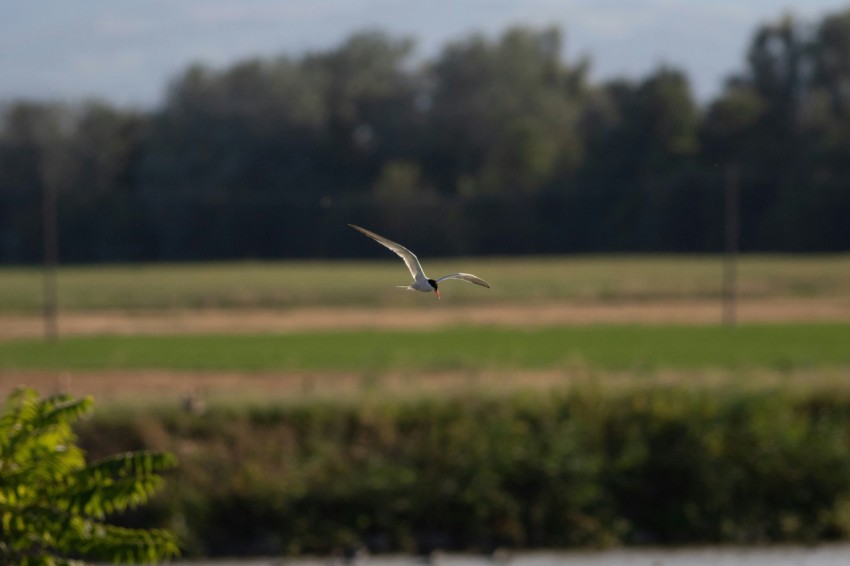 a bird flying over a body of water 0FWrsT6